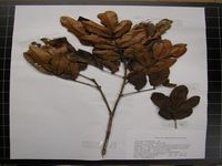 Herbarium sample